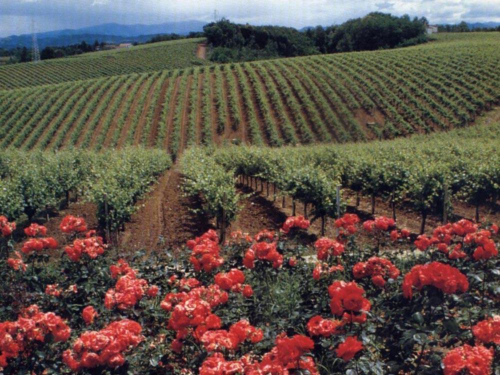 Agriturismo Tenuta la Marchesa Novi Ligure Bagian luar foto